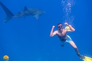 Dolphins and Whalesharks 
